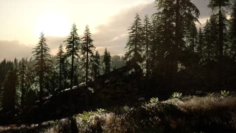 sunrise in autumn forest