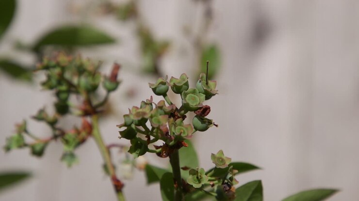 Blueberry bush budding in Spring. 10sec-24fps