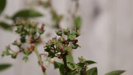 Blueberry-bush-budding-in-Spring.-10sec-24fps