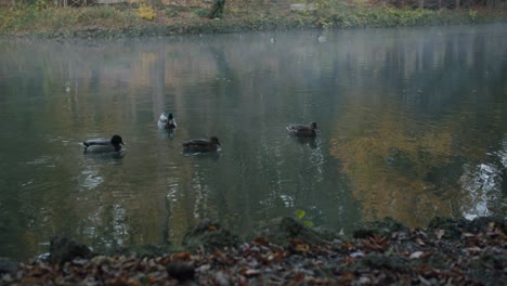 Cuatro-Patos-Nadan-En-El-Río-Lambro-En-El-Parque-De-Monza-En-Italia-Durante-Una-Mañana-Fría-Y-Nublada-En-Otoño-Durante-La-Hora-Azul-Justo-Antes-Del-Amanecer