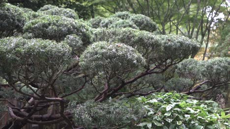 tracking shot of a bonzai tree in a japanese garden