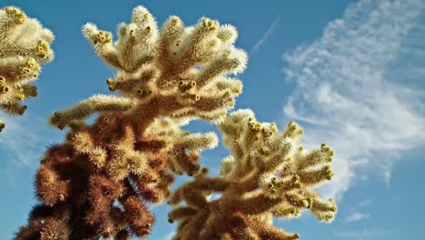 cactus plant in joshua tree national park in california on a partly cloudy day with video dolly looking up and spinning