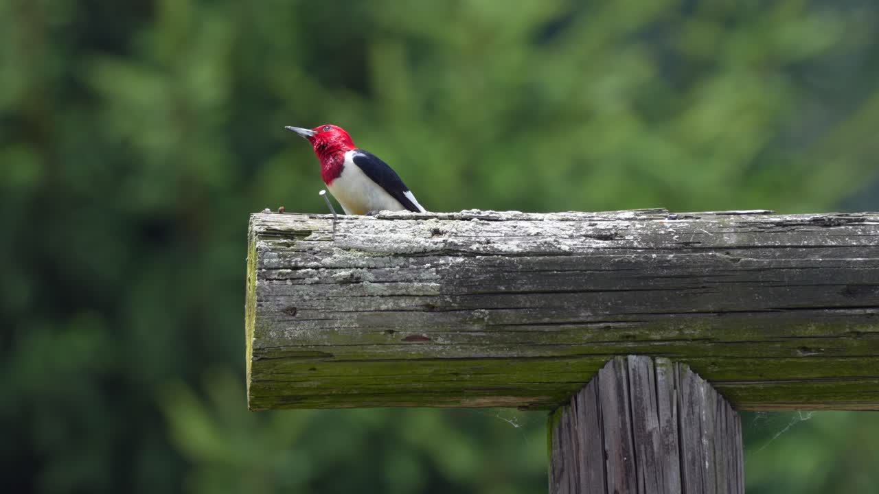 은 머리 나무이 기둥 위에 서서 밝은 여름 빛에서 새를 찾고 있습니다.