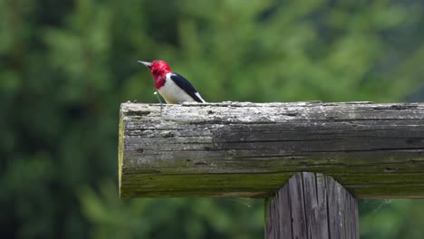 A-red-headed-woodpecker-perched-on-a-post-and-looking-for-birds-in-the-bright-summer-sunshine