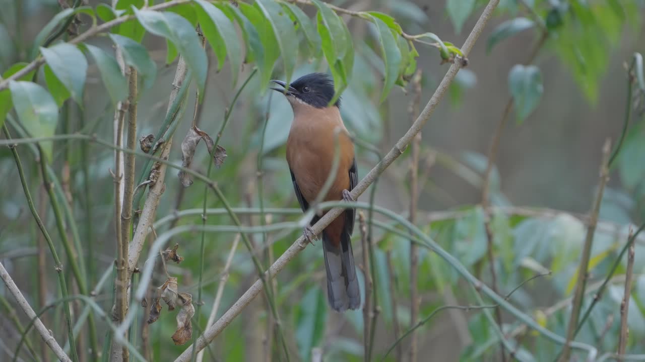 fulchoki godawori en katmandú es el hogar de aves raras de nepal
