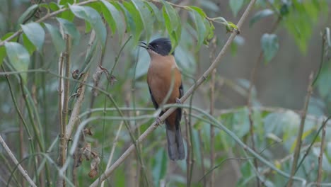 Fulchoki-Godawori-En-Katmandú-Es-El-Hogar-De-Aves-Raras-De-Nepal