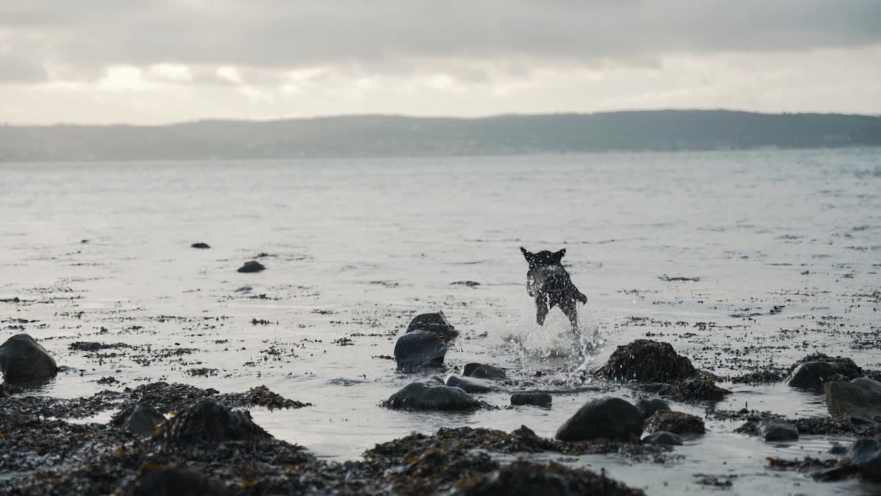 perro labrador negro jugando a buscar en la playa, cámara lenta