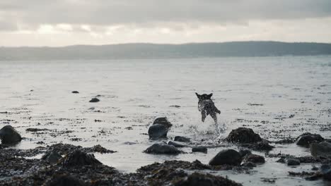 black labrador dog playing fetch at the beach, slow motion