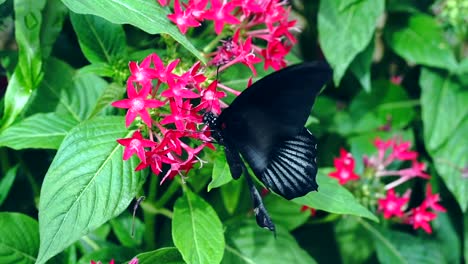 butterfly eat nectar slow-motion