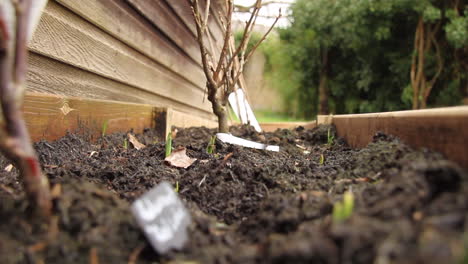 shot of a garden raised bed with fruit plants, growing, pulling focus along row of plants