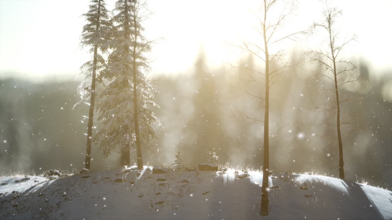 산의 숲에서 화려한 크리스마스 장면. 다채로운 겨울 해가 뜨는