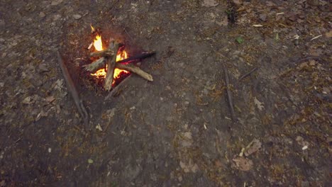 bonfire between trees, left abandoned in forest, fire camp of burning woods alone