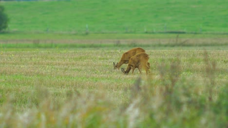 Two-young-European-roe-deer-walking-and-eating-on-a-field-in-the-evening,-medium-shot-from-a-distance