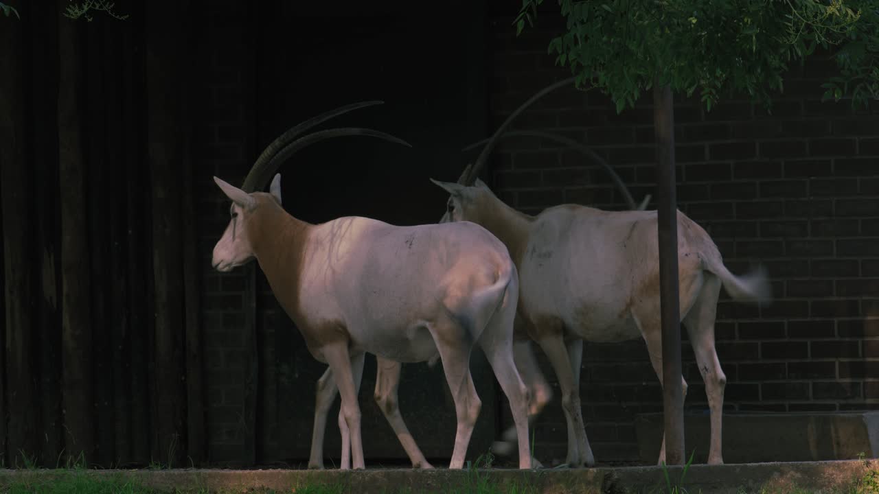 oryx cimitarra de pie juntos en el recinto en el zoológico