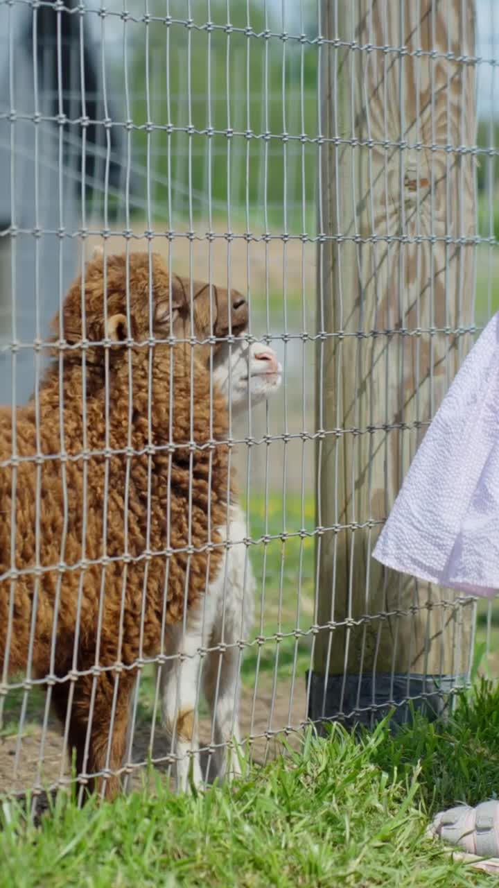 Little Girl Feeding White And Brown Lamb Through A Wire Fence In Sigulda Zoo. - vertical shot