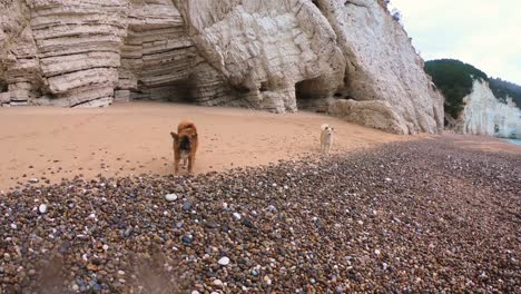 dogs in the beach