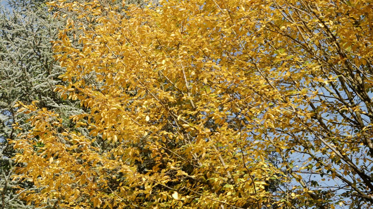 Slow motion shot of autumn leaves falling