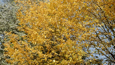 Slow-motion-shot-of-autumn-leaves-falling