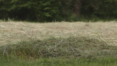 el granjero camina por su campo después de cortar heno