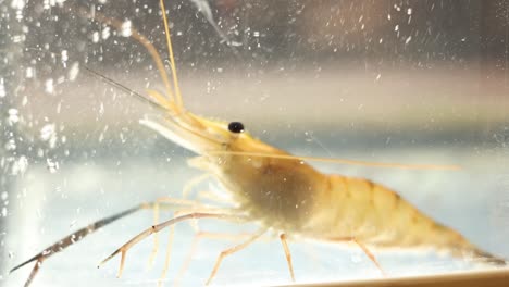 shrimp in an aquarium