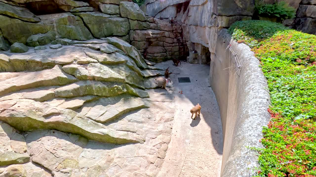 A baboon moves along a sunlit, rocky enclosure bordered by greenery at a zoo in Berlin, captured from an elevated, wide-angle perspective