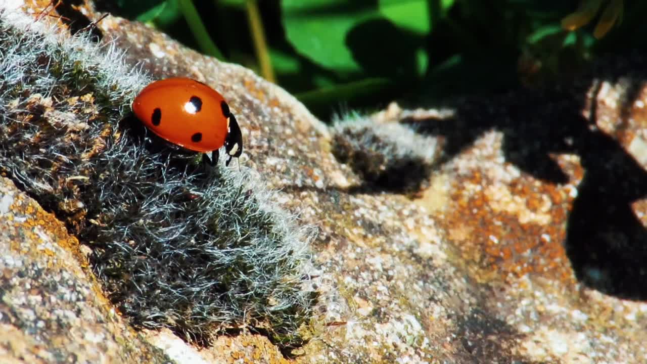 Ladybird insect on plant leaves and flowers