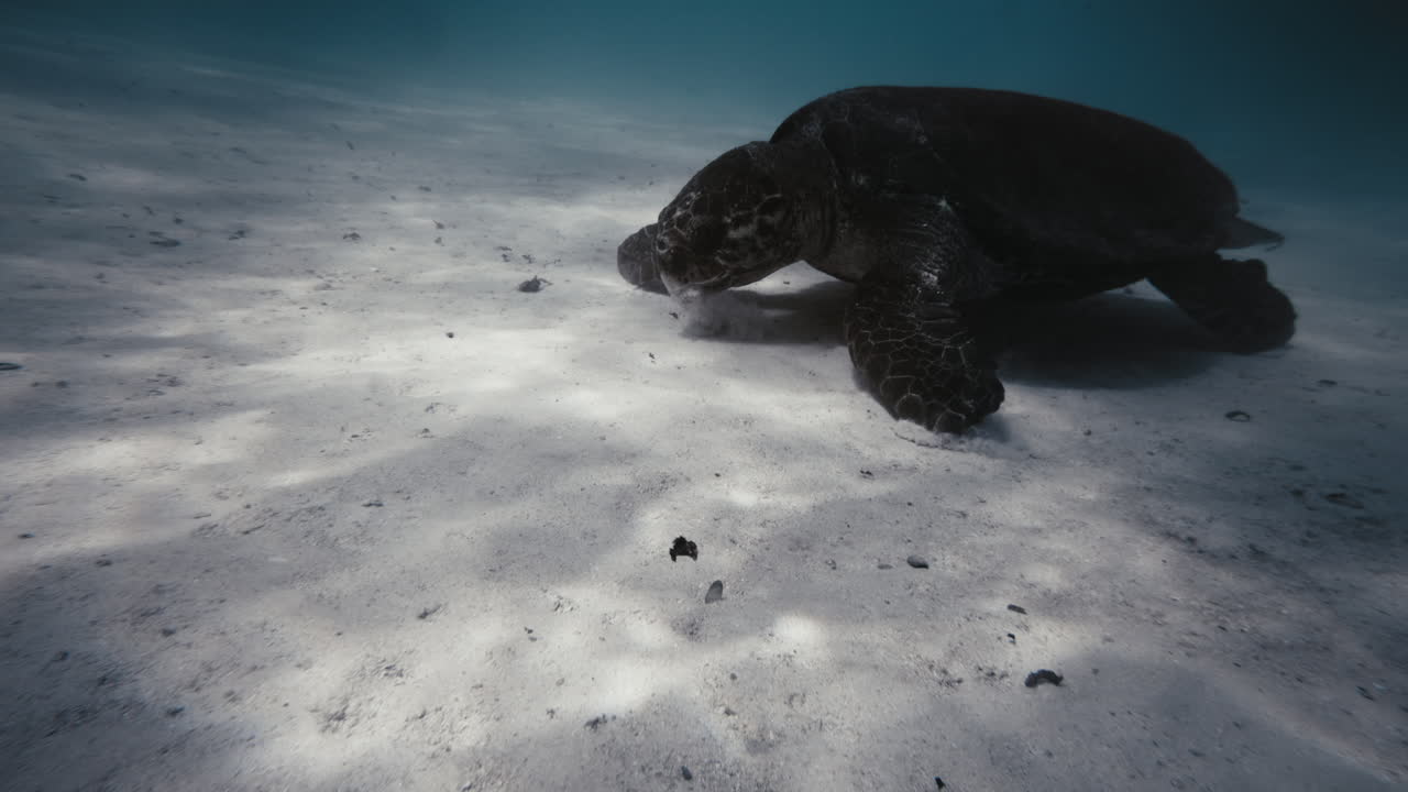 Closeup of flatback turtle feeding on sandy bottom underwater in slow motion