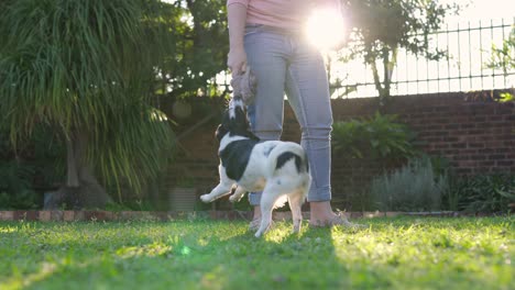 a person playing with a small dog, swinging the dog around on grass at sunset