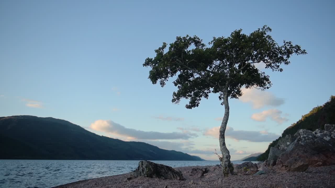 Lonely tree near the coastline of Loch Ness, Scotland, at dusk