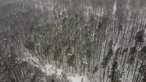 Drone-flight-over-some-trees-with-strong-snowfall