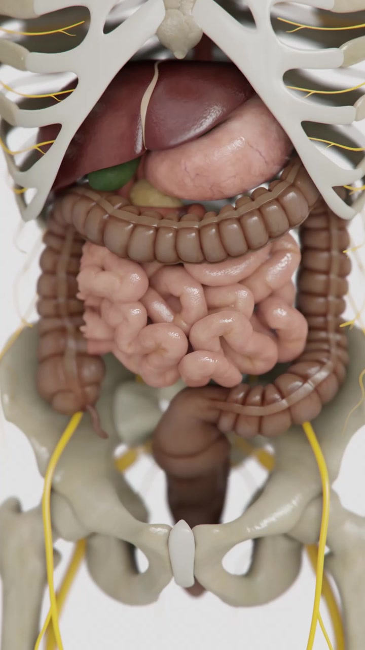 Animazione della formazione dell'intestino tenue umano in 4K | Intestino tenue animato | Sindrome dell'intestino irritabile