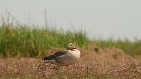 Greylag-Goose,-Anser-anser,-Bueng-Boraphet,-Nakhon-Sawan,-Thailand