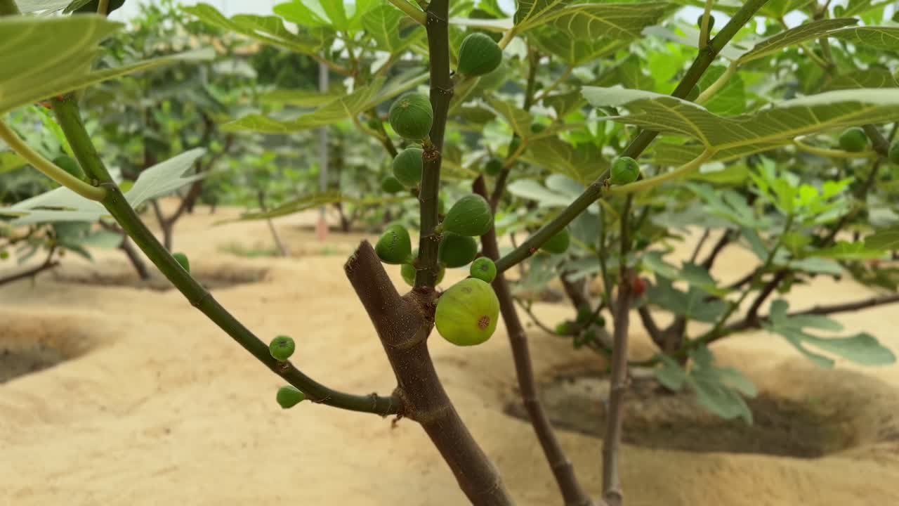 4K close-up of a fig tree branch with young green figs growing in a sandy greenhouse setting—ideal for agricultural, organic farming, and nature-related stock content.