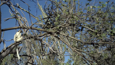 two-white-sifakas-on-a-branch-of-a-tree,-one-performing-a-giant-leap-flying-at-least-7-meter,-long-shot-real-time