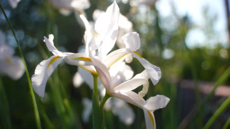 Primer-Plano-único,-El-Iris-Blanco-Brillante-Se-Mueve-Hacia-Atrás-Para-Revelar-Otros-Iris