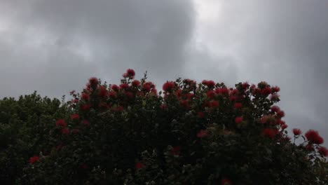 Neu-Entsprungene-Pohutukawa-Blumen-Wiegen-Sich-Sanft-Im-Wind-An-Einem-Grauen,-Wolkigen-Morgen-In-Auckland,-Neuseeland