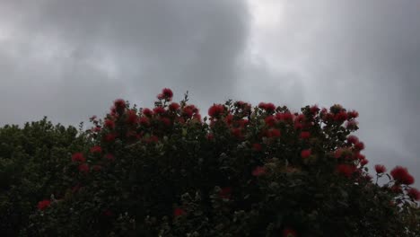 las flores de pohutukawa recién brotadas se mecen suavemente con la brisa en una mañana gris y nublada en auckland, nueva zelanda
