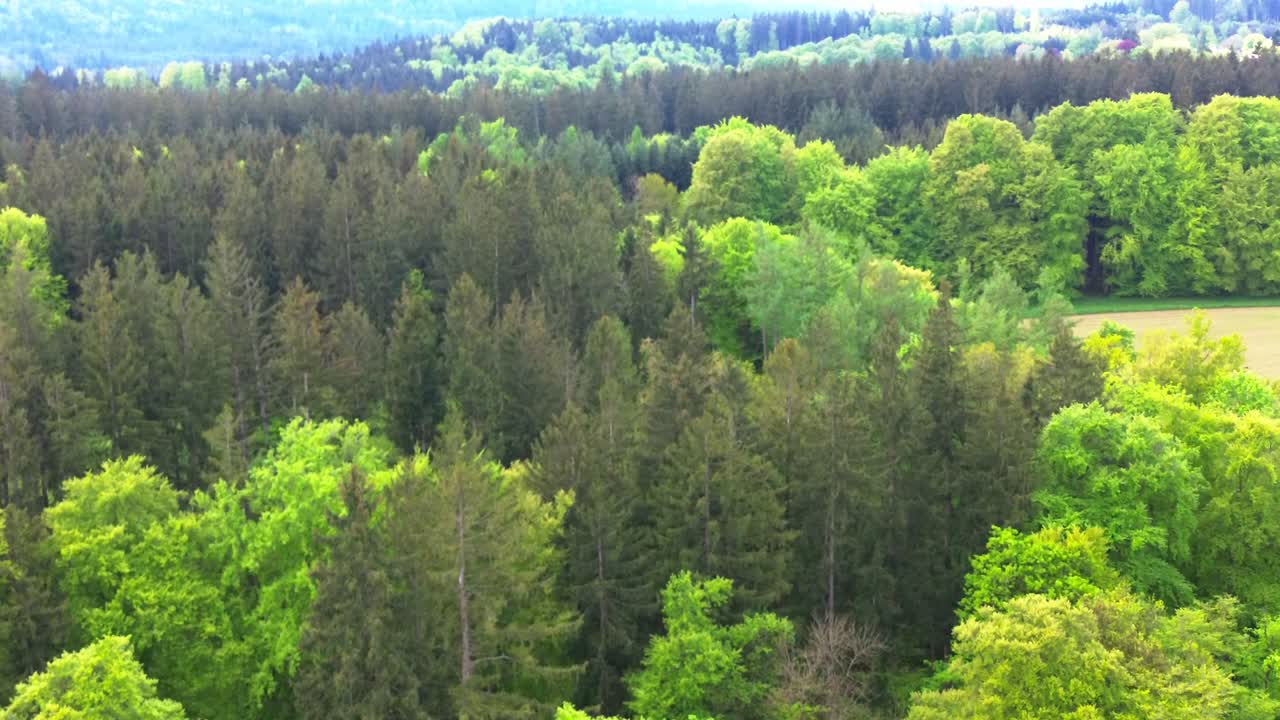 drone fly over forest and fields in summer 4k