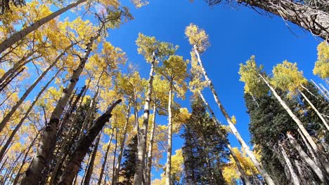 arc on huge aspen trees towering over the ground below, northern arizona