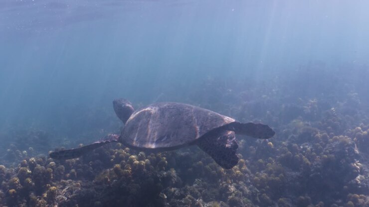 Sea Turtle Swimming in Coral Reef