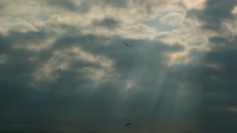 bird silhouettes and sunlight shining through clouds