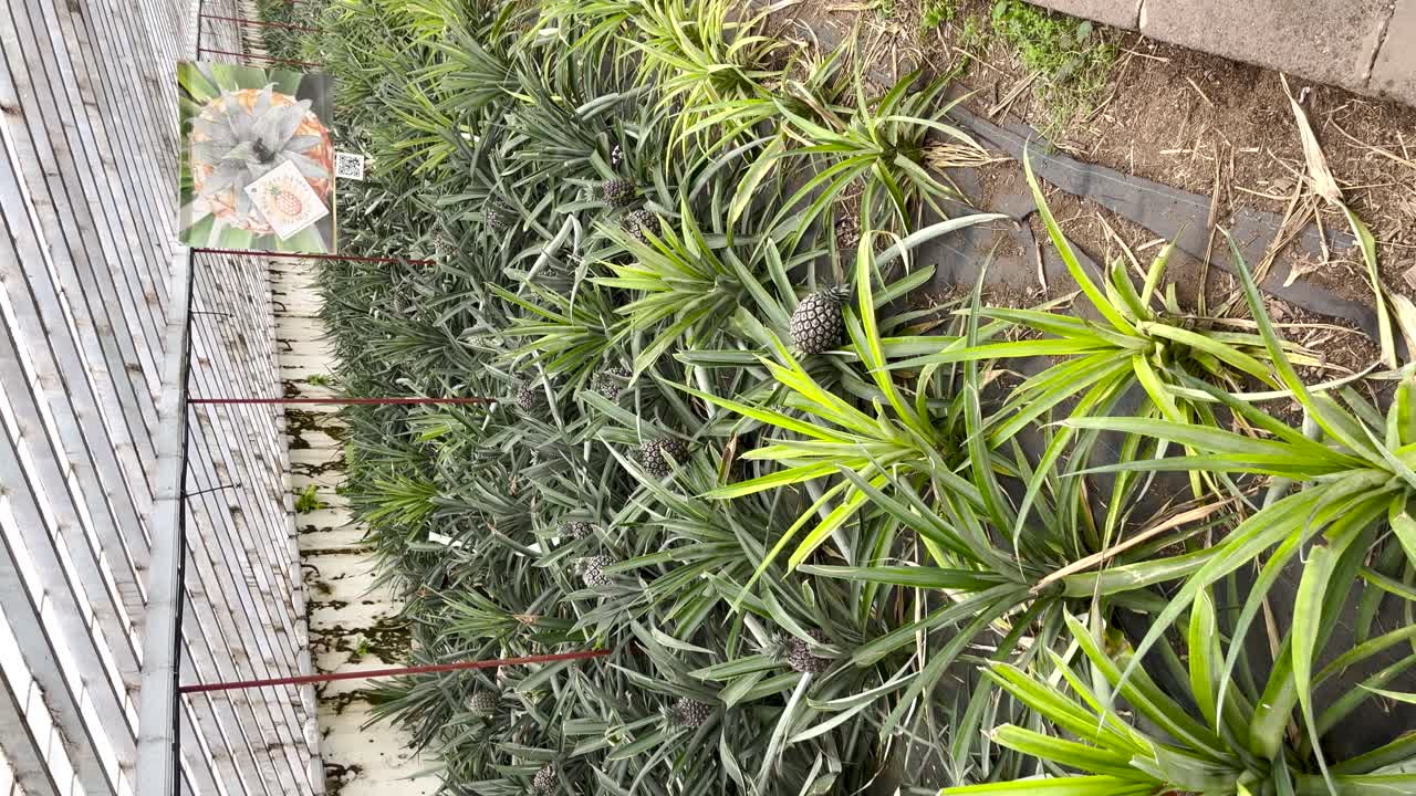 granja de piña, cultivo de frutas en interiores, cultivo en invernadero ecológico, video vertical