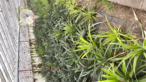 Pineapple-farm,-indoor-growing-of-fruit,-greenhouse-farming-eco,-vertical-video