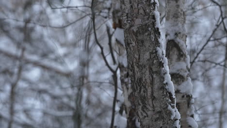 snowy winter forest