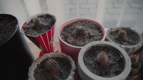 dolly out of many newly plotted mini baby cactuses on a wooden board near the window at home