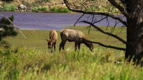 Wild-infant-elk-calf-with-mother-cow-grazing-in-grass-meadow-with-lake-slow-motion-30fps