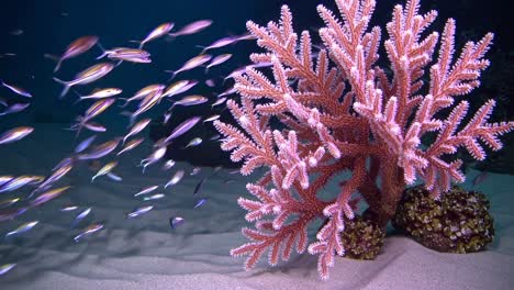 Underwater video of vibrant coral and fish, captured from a side angle