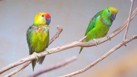 two vibrant parrots showcase their beauty in a serene natural setting this video showcases two colorful parrots on a tree branch highlighting their vibrant plumage and lively demeanor in a tranquil natural setting