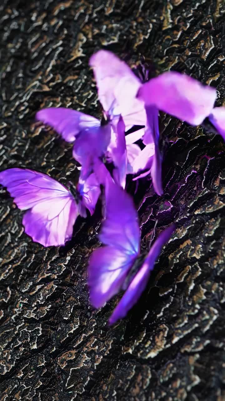 Video ravvicinato di vivaci farfalle viola su corteccia ruvida, ripreso dall'alto