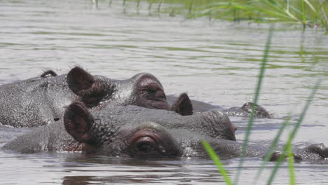 Two-Hippos-Relaxing-and-Swimming-On-The-Lake-Water-In-Bostwana---Closeup-Shot